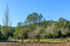 Vista General de la Feixa dels Ocells de Can Coll