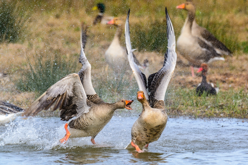 Pelea de Ánsares Comunes. Cal Tet - Espais Naturals del Riu - Delta del Llobregat.